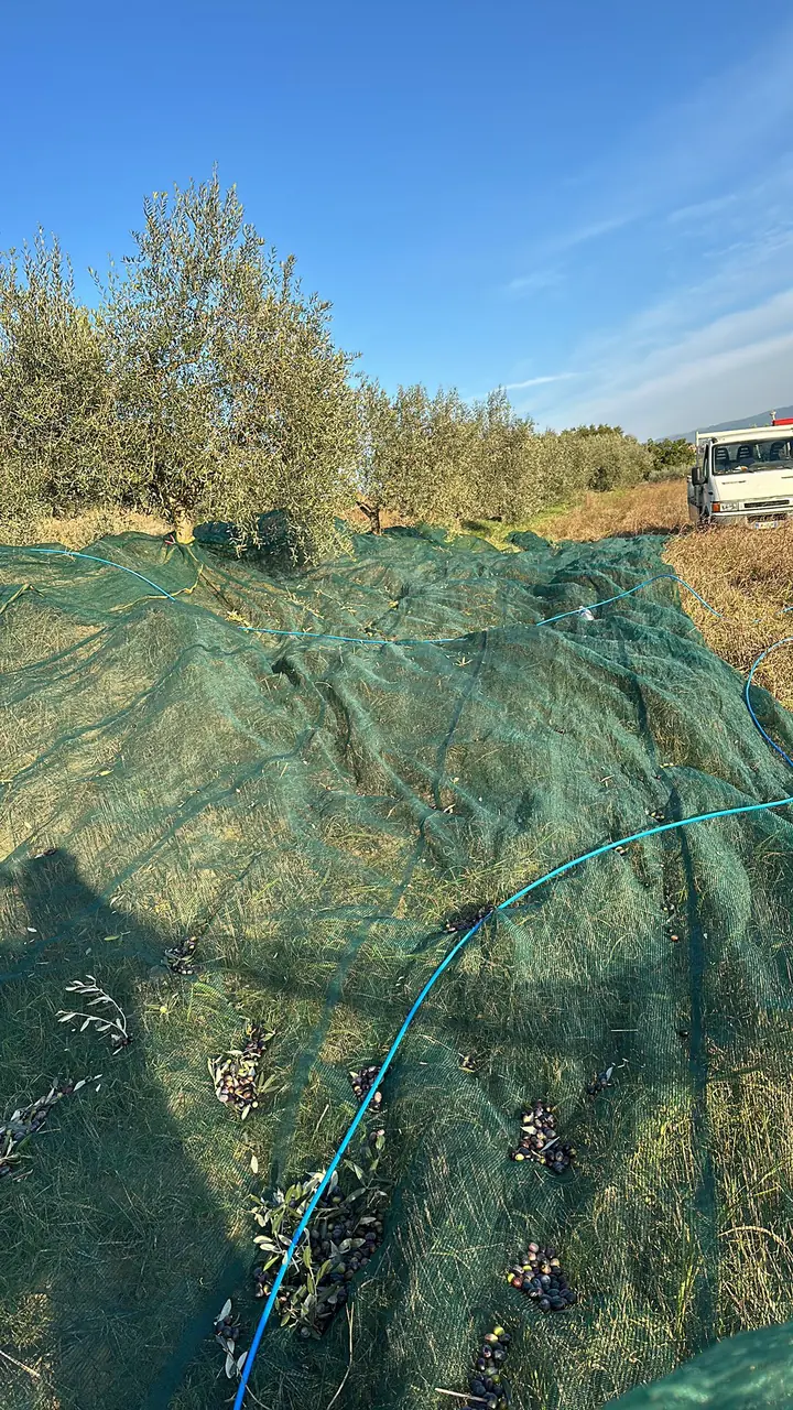 Gestione e manutenzione oliveti a Todi, Umbria - Giovanni Bibaj Renovations (1)