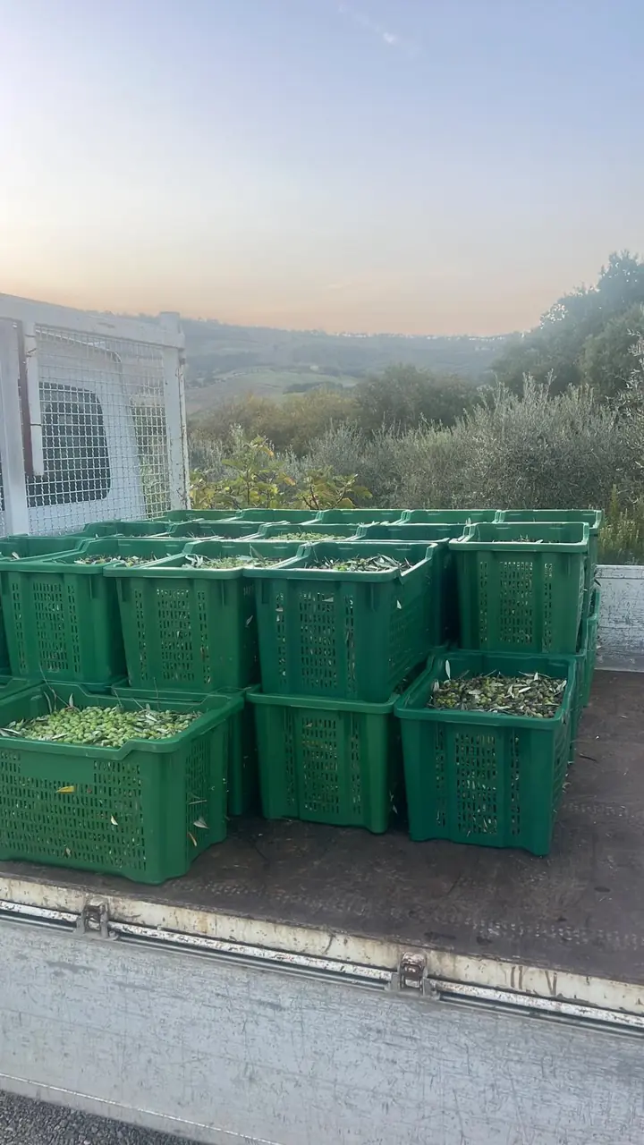Gestione e manutenzione oliveti a Todi, Umbria - Giovanni Bibaj Renovations (8)